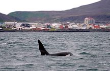 Reykjavik Buggy & Whale Watching Full-Day Adventure