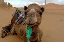 3 Days 2 Nights: Desert Tour from Fes to Marrakech