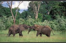 Hwange National Park Full Day Game Drive Safari