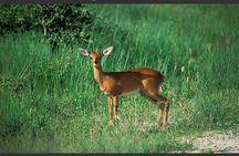 Hwange National Park Full Day Game Drive Safari