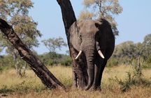 Hwange National Park Full Day Game Drive Safari