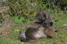 Cape of Good hope, Cape Point & Penguins, Private Morning Tour