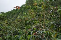 Coffee Experience at La Palma & El Tucan