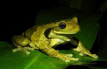 Jungle Night Tour