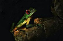 Jungle Night Tour