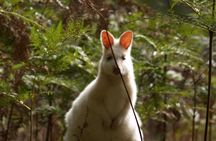 Bruny Island Essential Explorer Full Day Tour from Hobart 