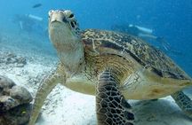 RAID Try-Dive Experience in Kota Kinabalu