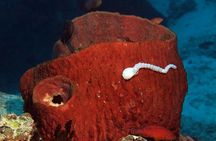 Similan Islands Full-Day Tour from Phuket with Lunch