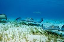 Turtle Center, Starfish, Stingray, & Snorkeling(4-Stop Adventure)