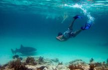 Reef Explorer Half Day Trip