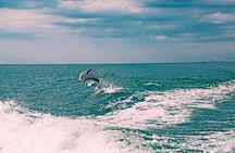 Dolphin Watch Cruise St. Pete Beach