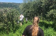 Discover DOP Olive Oil