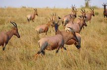 3 Days Amboseli National Park safari