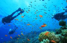 Coral Island Half-day Tour