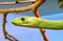 4 Hours Nairobi National Museum and Snake Park with Car