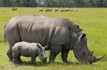 3 Days Masai Mara National Reserve Safari
