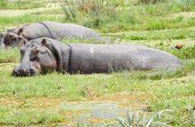3 days Masai Mara National Reserve Shared Safari