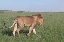 4 Days Maasai Mara and Lake Nakuru Unforgettable Safari