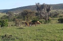 4 Days Maasai Mara and Lake Nakuru Unforgettable Safari