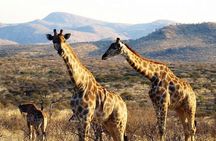 Scenic Game Drive Activity