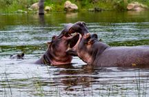 Kruger National Park, Safari Game Drive.