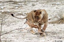 6 Day Sand, Sea & Etosha Budget Camping Safari