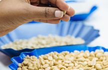 Specialty Coffee Masterclass