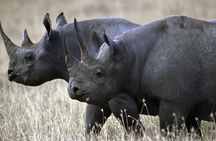 1 Day Akagera Wildlife Safari ( 2 Pax Min)