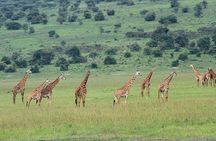 Akagera wildlife Safaris and Boat Trip in Lake Ihema(4Pax Min)