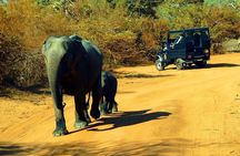 Private 02 Day Leopard Safari in Yala from Colombo