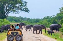 Private 02 Day Leopard Safari in Yala from Colombo