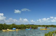 Kayak Eco Tour