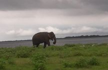 Private Minneriya National Park Jeep Safari And Sigiriya Tour