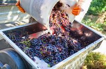 Chianti Half-day Wine Tour in the Tuscan's Hills from Pisa