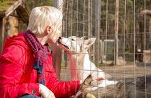 Autumn Delight - Visit to husky, reindeer and Santa Claus in Rovaniemi