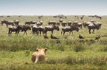 3 Days adventurous Maasai Mara Budget Group Safari