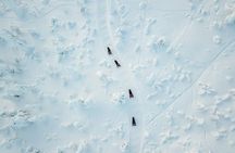 Full Day Snowmobile Safari into the Lappish Wilderness in Rovaniemi