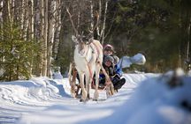 In Pursuit of Reindeer - Snowmobile safari to reindeer farm in Rovaniemi