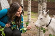 Arctic Animals - Visit to reindeer and husky farms