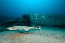 Discover the underwater world of Lanzarote