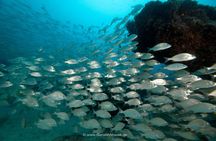Discover the underwater world of Lanzarote