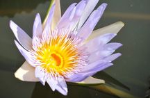 Historical Private Guided Tour, City-SugarWorld-Botanical Garden - Min.2 persons