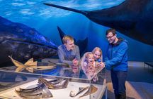 Northern Lights by Boat with a Backup Plan from Reykjavik