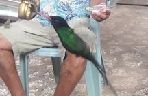 Private Rockland Bird Sanctuary Tour from Montego Bay 