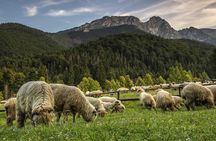 Zakopane & Thermal Springs: Private Tour