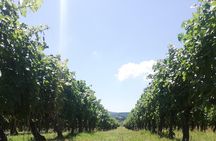 Open Top Van!! Half Day in Chianti with Wine Tasting