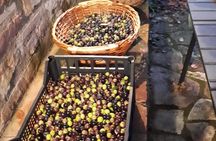 Local Food Market Tour in Rome