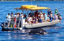Maui's Best Whale Watch and Super Raft Adventure