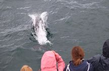 Whale Watching and Northern Lights Half-Day Combo Tour