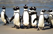 Full Day Cape Peninsula Tour in Private Car 